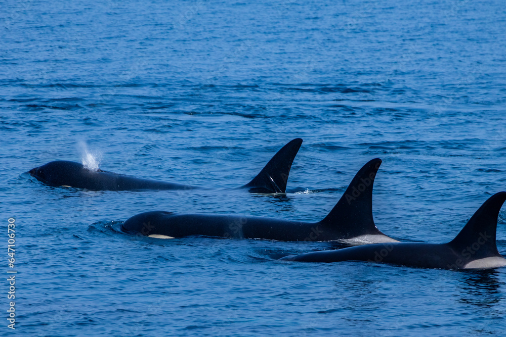 Fototapeta premium 羅臼のシャチクルーズ