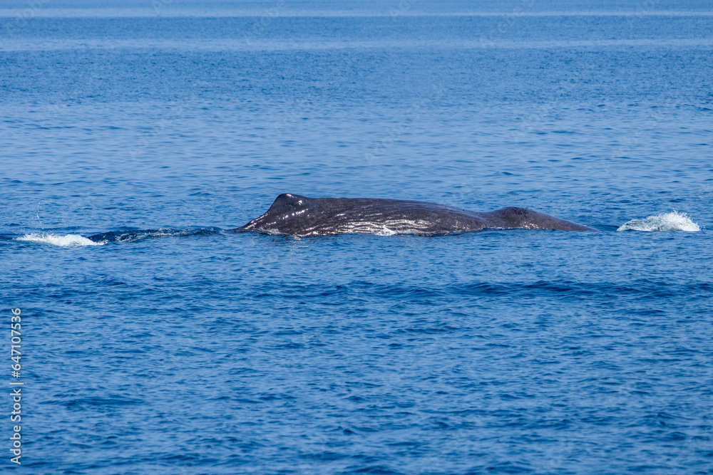 Fototapeta premium ホエールウォッチングでマッコウクジラを見る