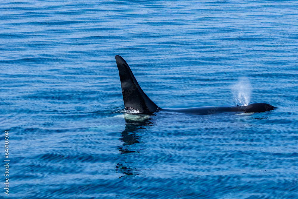 Fototapeta premium 羅臼のシャチクルーズ
