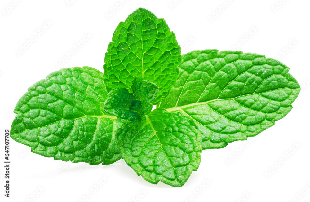 Green fresh top of peppermint or spearmint isolated on white background. Full depth of field. Green fresh top of peppermint or spearmint isolated on white background. Full depth of field.