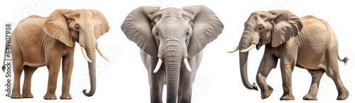african elephant collection  portrait  standing  walking   animal bundle isolated on a white background as transparent PNG