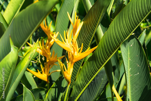 Beautiful Bird of paradise flower