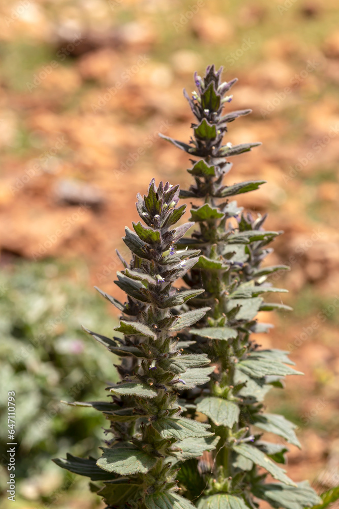 A rare plant (Ajuga orientalis) grows in the mountains close-up