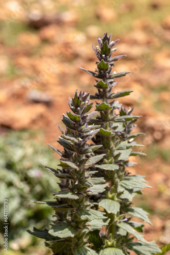 A rare plant (Ajuga orientalis) grows in the mountains close-up