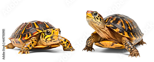 Western Box Turtle on isolated transparent background