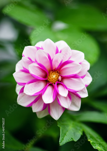 Beautiful pink and white 'Border Priceless' dahlia at sunny day with nice and soft blurry bokeh background. Floristic or gardening concept. 