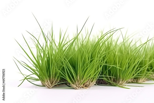 Healthy green grass or wheat sprouts on a white background symbolizes fresh growth and vitality.