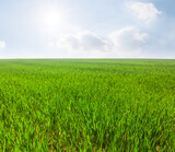 green rural field in light of sparkle sun