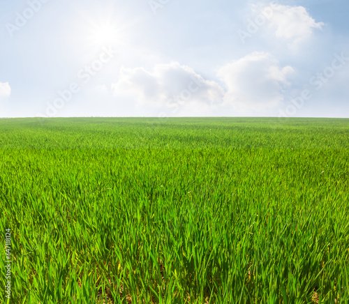 green rural field in light of sparkle sun © Yuriy Kulik