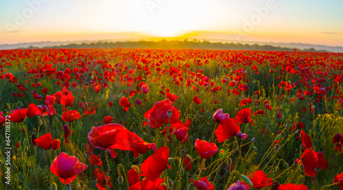 green field with red poppy flowers at the sunrise  early morning summer prairie scene