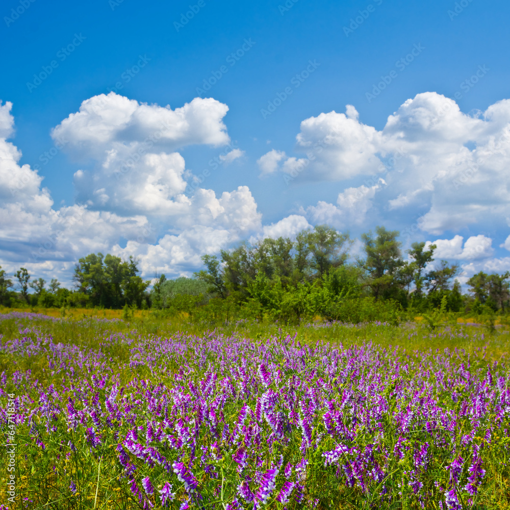 green prairie with flowers under cloudy sky, beautiful summer outdoor landscape