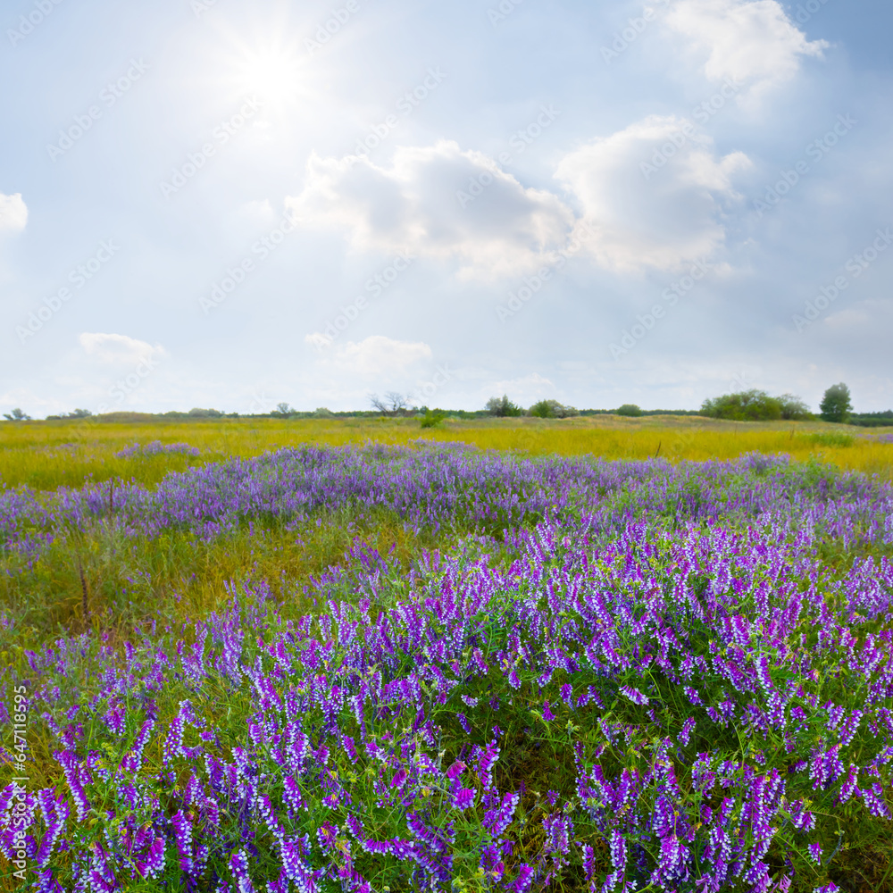 green prairie with flowers under sparkle sun, beautiful summer outdoor landscape