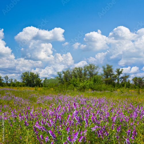 green prairie with flowers under cloudy sky, beautiful summer outdoor landscape