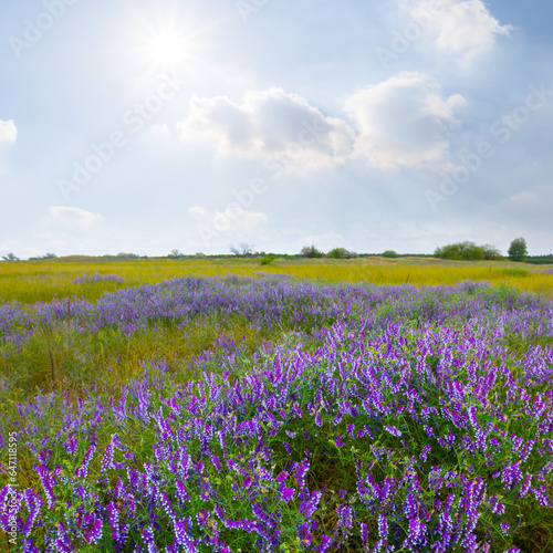 green prairie with flowers under sparkle sun, beautiful summer outdoor landscape