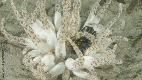 A Nudibranch protects itself from the poisonous tentacles of a Sea Anemone underwater. Marine science video photo