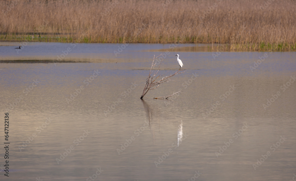 large white waterfowl on the tree, Little Egret, Egretta garzetta