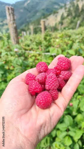 raspberries in hand