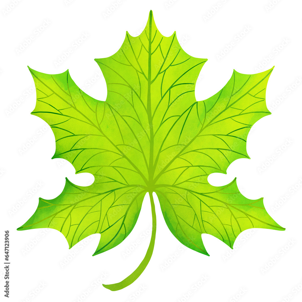 green maple leaf green maple leaf