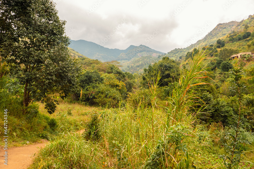 An empty hiking trail on Uluguru Mountains in Mororgoro, Tanzania An empty hiking trail on Uluguru Mountains in Mororgoro, Tanzania