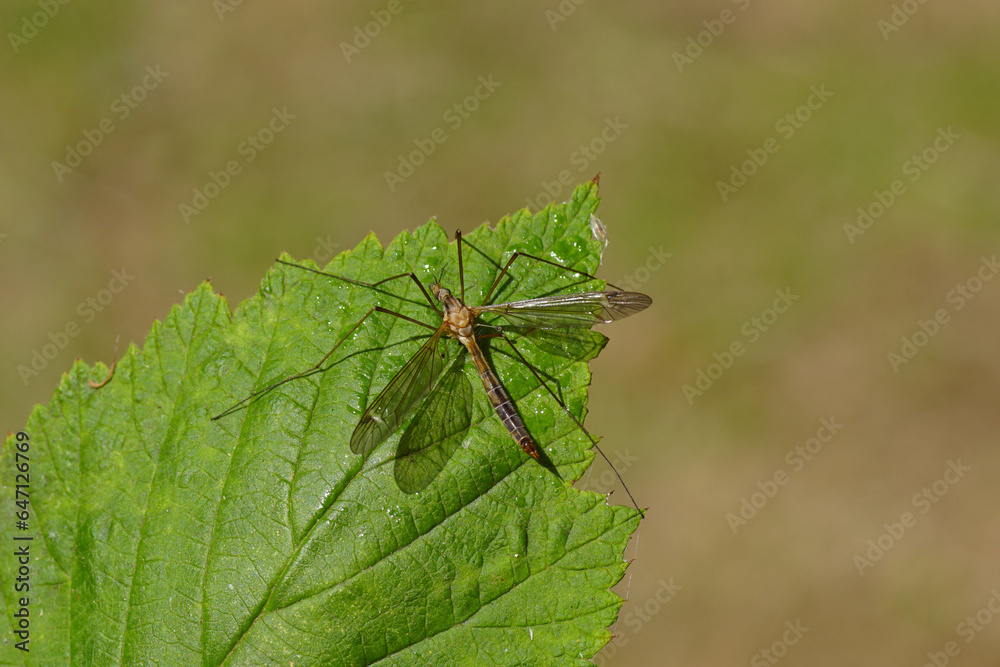 Close up female Crane fly Tipula lunata. Family Crane flies (Tipulidae). On a wet leaf. Summer, July. Dutch garden. Top view Close up female Crane fly Tipula lunata. Family Crane flies (Tipulidae). On a wet leaf. Summer, July. Dutch garden. Top view