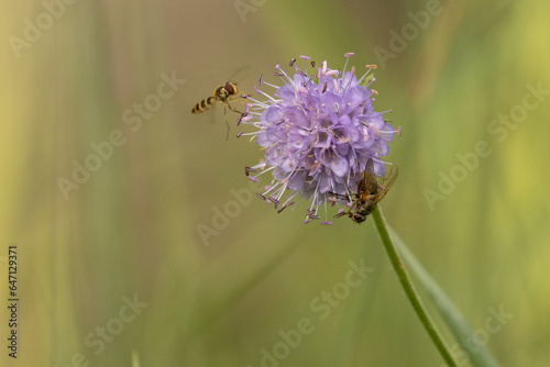 bee on thistle