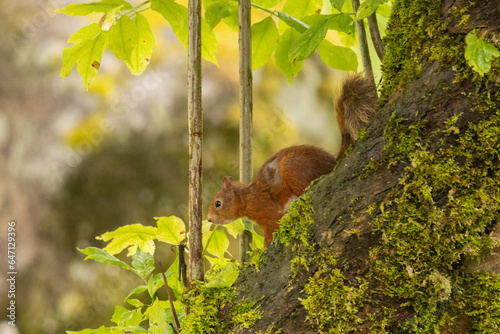 Red squirrel in the forest