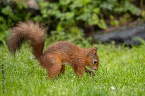 Red squirrel on the grass hiding nuts