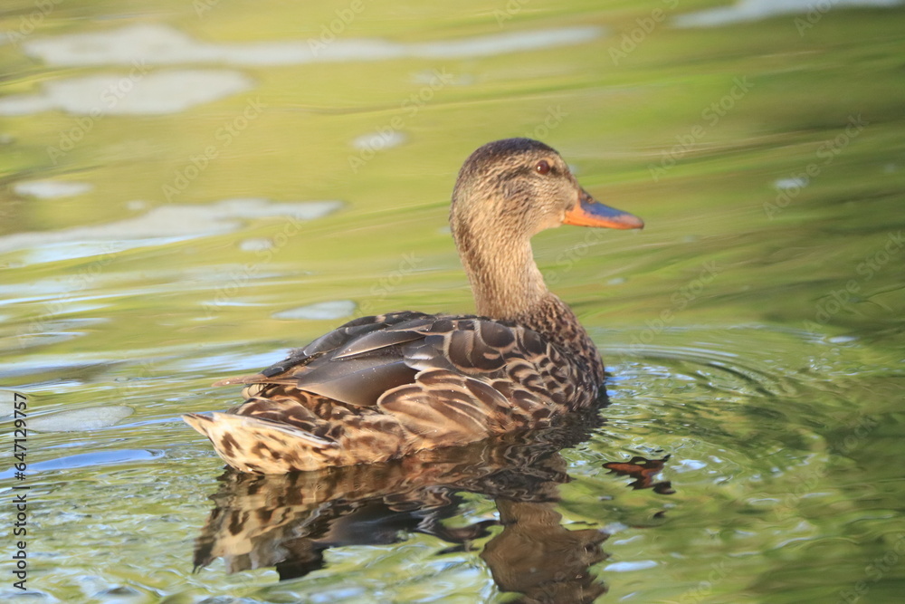 natur, wasser, spree, tier, vogel, ente, weibchen, sommer natur, wasser, spree, tier, vogel, ente, weibchen, sommer