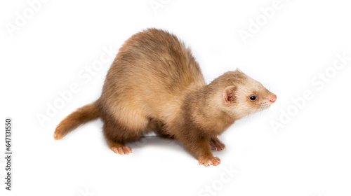 Ferret on a white background is insulated. Light color of the pet. Ermine, weasel, marten.