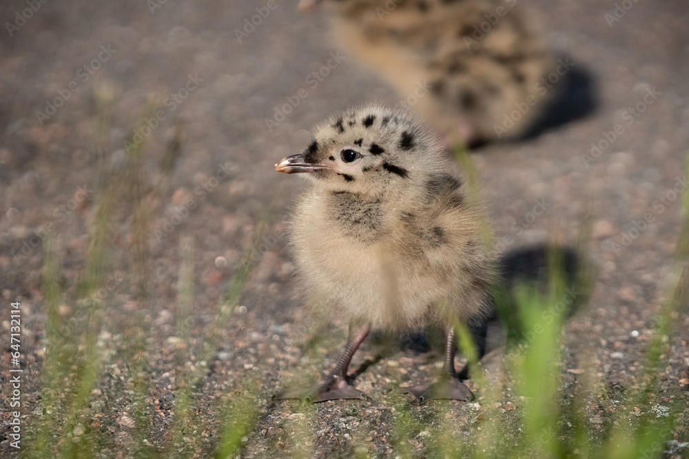 Two seagull chicks on asphalt Two seagull chicks on asphalt