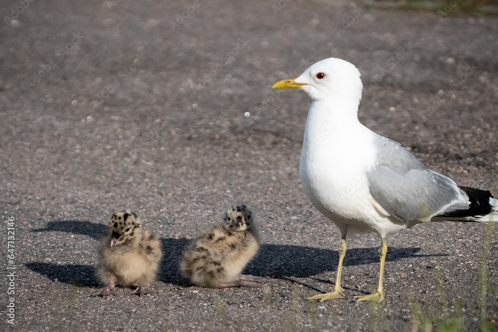 Fototapeta premium Seagull with two chicks