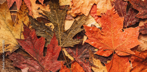 Background of autumn dry maple leaves.