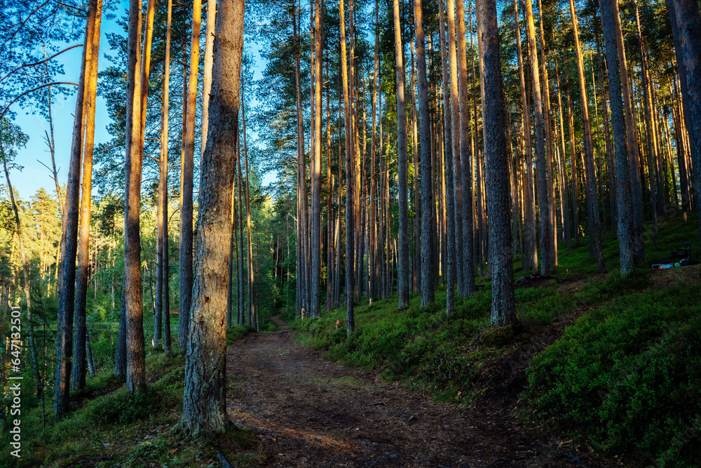 Obraz premium trail in a beautidul summer forest. deciduous and pine trees