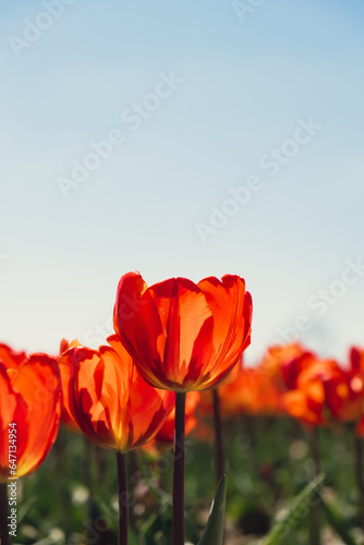 Tulip flowers blooming in the garden field landscape. Stripped tulips growing in flourish meadow sunny day Keukenhof. Beautiful spring garden with many red tulips outdoors. Blooming floral park in #647134954