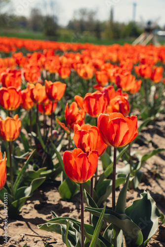 Tulip flowers blooming in the garden field landscape. Stripped tulips growing in flourish meadow sunny day Keukenhof. Beautiful spring garden with many red tulips outdoors. Blooming floral park in