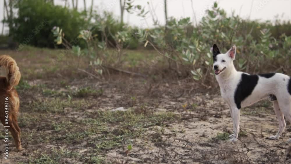 Slider Shot Of Two Unique Dogs Standing Out Quietly In Green Nature