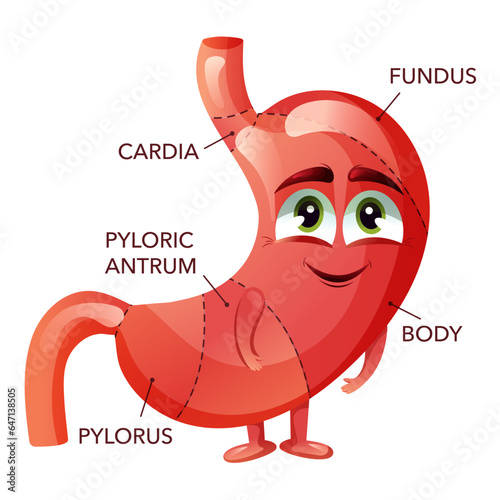 Human stomach. Cute cartoon stomach character with face. Medical educational anatomical diagram