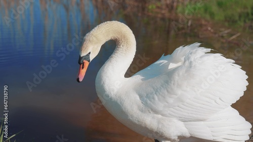 Fototapeta Naklejka Na Ścianę i Meble -  swan on the pond. wild white big swan a on the shore near the river. nature wild birds concept. beautiful white swan close-up lifestyle in nature on the pond