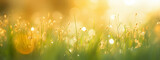 Plant meadow morning spring nature grass green summer bright field