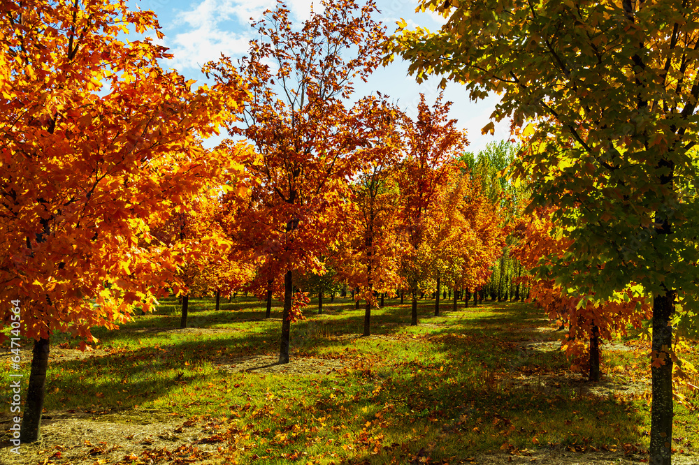 Colorful maple autumn trees in the park