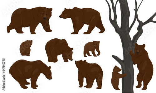 Set of realistic brown bears Ursus arctos in different poses. Brown bears and their cubs walk, sit and climb trees. Realistic vector animal