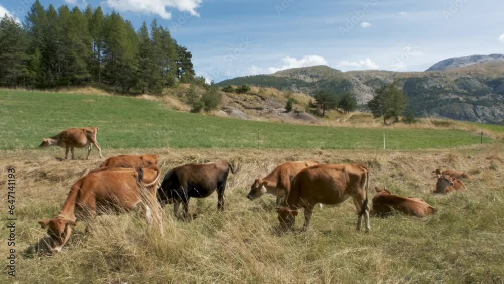 Herd of cows grazing in the French alps Herd of cows grazing in the French alps