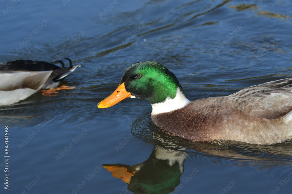 Fototapeta premium wild ducks in a lagoon in southern Chile