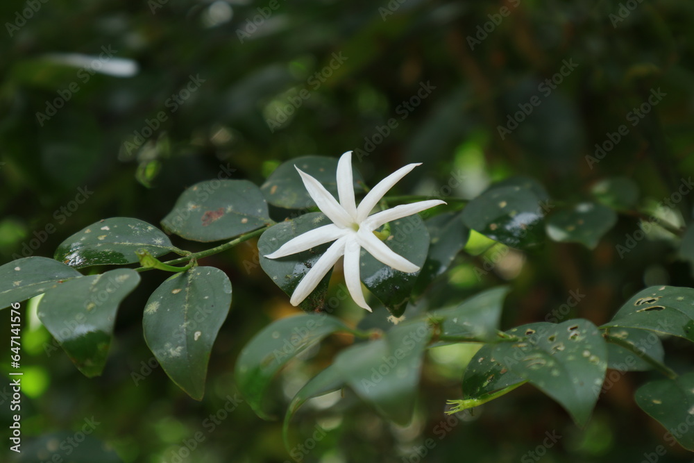 View of a white fragrant flower of a wild jasmine vine View of a white fragrant flower of a wild jasmine vine