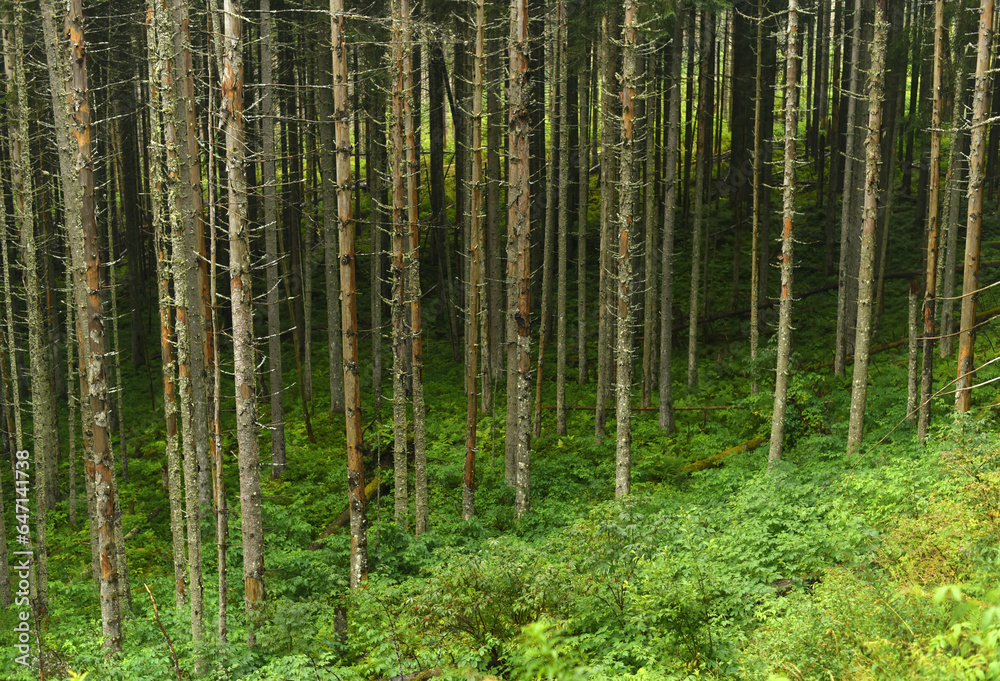 Forest landscape. Pine trees in the mountain forest Forest landscape. Pine trees in the mountain forest