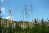 Dry forest. Burnt Christmas trees in the mountains