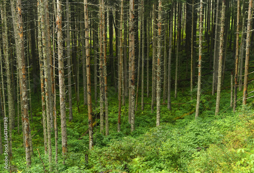 Fototapeta Naklejka Na Ścianę i Meble -  Forest landscape. Pine trees in the mountain forest