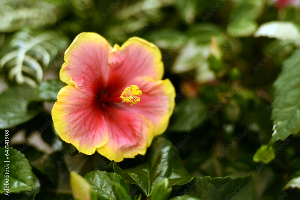 Red tropical flower close-up. Decorative flowers Red tropical flower close-up. Decorative flowers