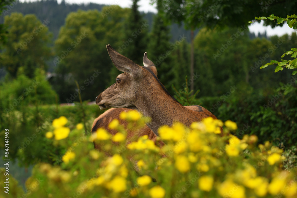 Wild deer in the natural environment