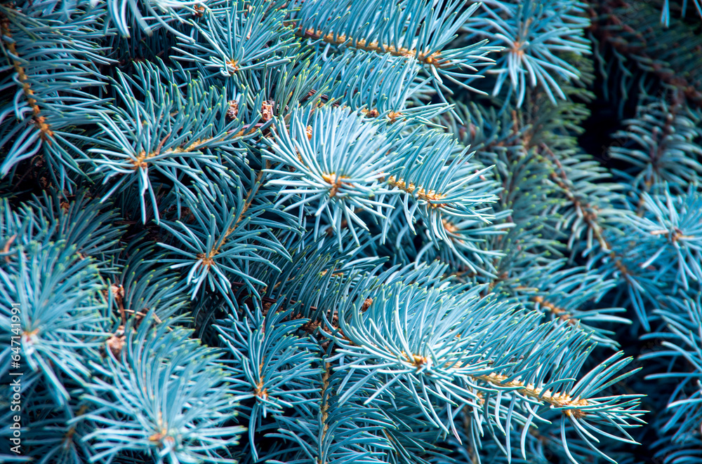 Branches of blue fir tree. Background